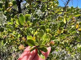 Image result for Gymnosporia oxycarpa