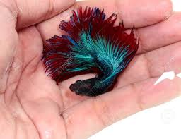 Alibaba.com offers 1,254 betta fish halfmoon products. Betta Fish Siamese Fighting Fish Betta Splendens In Hand Top Stock Photo Picture And Royalty Free Image Image 51595649