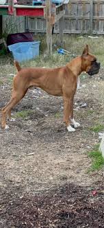 FOUND!!! Boxer got out tonight about 8:00. Got out of gate