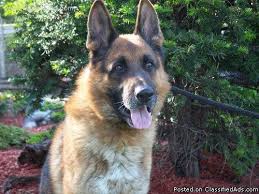 The working line german shepherd dog has enriched our lives. German Shepherd Puppies Old Fashion Type Best Prices For Sale In Palos Hills Illinois Classified Americanlisted Com