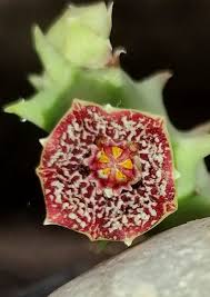 Image result for Orbea carnosa