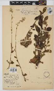 Image result for Indigastrum costatum