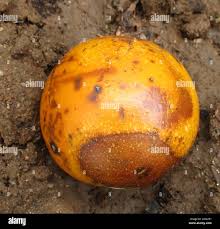 Image result for Strychnos cocculoides