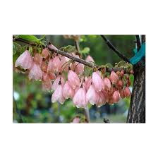 Image result for Halesia