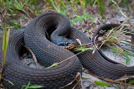 Red Bellied Watersnake Animals Beautiful Snake Animals
