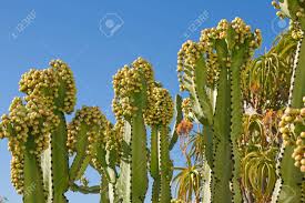 Spines help cacti to thrive in desert environments by providing multiple functions. Euphorbia Cactus With Fruit Against A Blue Sky Stock Photo Picture And Royalty Free Image Image 12337367