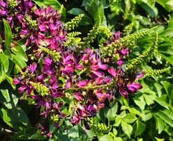 Image result for Millettia