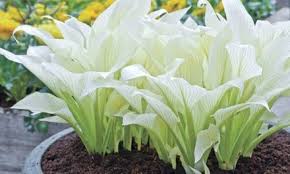 Up To 68 Off On Hosta White Feather Bare Roots Groupon Goods White Feather Hosta Spring Hill Nursery Hostas