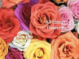 Roses idioms & phrases with roses. Discover The Meaning Of Various Flowers Ppt Download