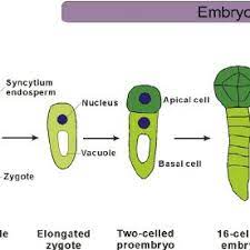 Maybe you would like to learn more about one of these? The Timing Of Mzt In Higher Plants A In N Tabacum Fertilization Download Scientific Diagram
