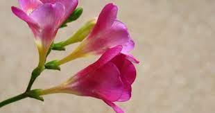 Freesia Flower Pictures White Purple Freesia Flowers Freesia Flowers Wedding Flowers Wedding Flowers Greenery