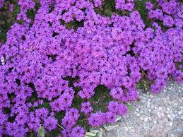 Image result for Verbena × teasii
