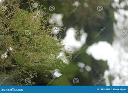 Image result for Heteropyxis natalensis