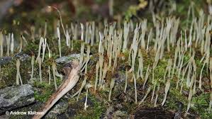 Image result for Multiclavula mucida