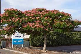 Albizia Julibrissin Boubri Ombrella Havlis Cz Julibrissin Trees To Plant Plants
