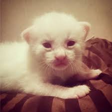 While every feline is fetching in his or her own right, there are a few that tend to as far as cute cat breeds go, many think of the persian as the prototypical cute, fluffy, white cat. The Difference Between An Albino Cat And A White Cat Catster