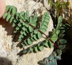 Image result for Pellaea