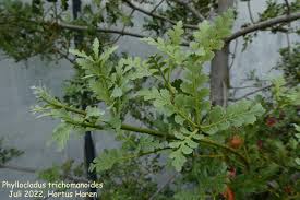 Image result for Phyllocladus trichomanoides