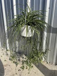 Image result for Chlorophytum lancifolium