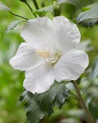 Image result for Hibiscus torrei