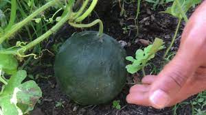 Chill for up to four hours; Harvesting My Icebox Watermelon First Grow Ever Youtube
