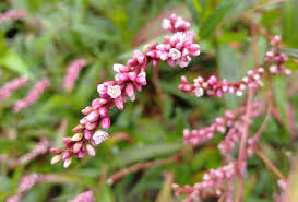 Image result for Persicaria decipiens