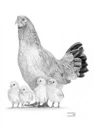 Chicken Hen Chicks Limited Edition Art Drawing Print Signed Etsy In 2020 Animal Drawings Drawing Prints Drawings