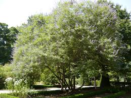 Image result for Vitex madiensis