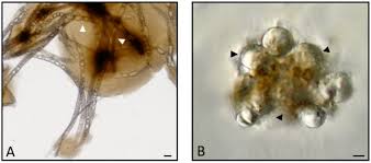 How does pest control work? Insects Free Full Text Nematobacterial Complexes And Insect Hosts Different Weapons For The Same War Html