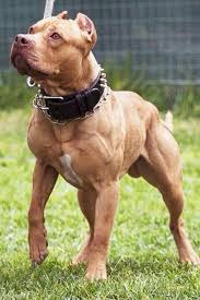 Red Nose Pitbull Terrier American Pitbull Terrier Pitbull Dog
