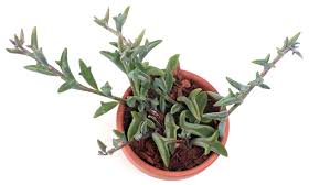 It is widely distributed throughout bangladesh, bhutan, cambodia, china, india, indonesia, laos, malaysia, myanmar, nepal, pakistan, sri lanka. String Of Dolphins Care Where To Buy Mountain Crest Gardens