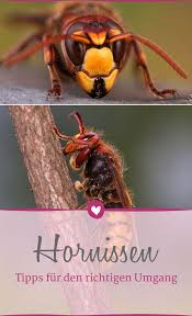 Hornissen Im Garten Wie Gefahrlich Ist Ein Hornissenstich Wirklich Hornissen Hornissenstich Hornisse