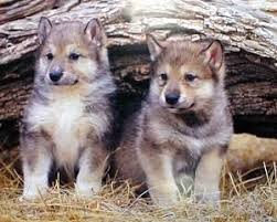 Wolves Sevimli Hayvan Yavrulari Hayvan Yavrulari Hayvanlar