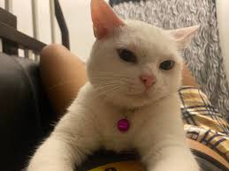 Sassy (aka Queen Sasseen) is not impressed.