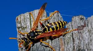 Mosquitoes feed primarily on plant nectar, but females of the species can also feed on rarely a mosquito bite can lead to more serious allergic conditions such as anaphylaxis. Protect Yourself And Prevent Insect Bites