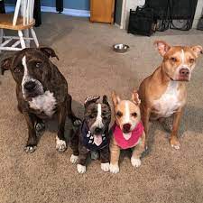 Pet Memorial Plush Custom Plush Lookalike To Honor Your Pet Custom Plush From Photo Dog Pet Plush Custom Plush Bereavement Pet Replica Pet People Pet Memorials Custom Stuffed Animal
