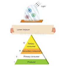 biology food chain pyramid stock vector illustration of