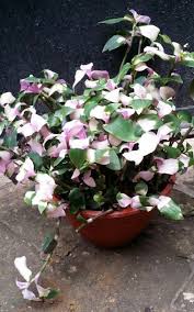Tradescantia hybrid 'blushing bride' tradescantia are scrambling plants, some of which flower in the morning and when the sun is shining. Tradescantia Blushing Bride Tradescantia X Andersoniana Blushing Bride Tradescantia Maiden S Blush Tradescantia Novia Rub Plants House Plants Garden Plants