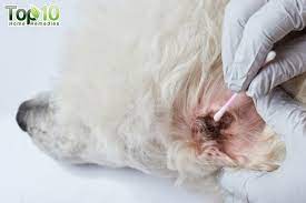 Home Remedies For Ear Mites In Dogs Top 10 Home Remedies