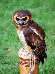 Kahverengi Ahsap Baykus Brown Wood Owl Bilimsel Adi Strix Leptogrammica Owl Baykus Kus