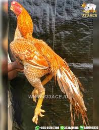 Dengan pelayanan yang terbaik memberikan permainan. Pin Di Sabung Ayam Online