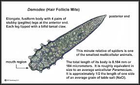 While the test is often called a hair follicle test, it is not actually the root itself that is tested. Mites