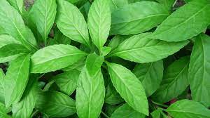 Beberapa khasiat daun sambung nyawa yang telah terbukti ialah sebagai berikut. Daun Sambung Nyawa Siapa Sangka Tumbuhan Ini Ternyata Punya Manfaat Yang Luar Biasa Untu Kesehatan Sesuai Namanya Semua Halaman Hype