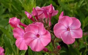 They are found mostly in north america (one in siberia). Phlox Paniculata Wurttembergia Flammenblume Hoher Sommer Phlox