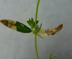 Image result for Mompha miscella