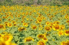 Kenangan bersama bunga matahari menjadi memori indah sebagai pembuka 2019. Sunflower Festival Di Lopburi Thailand Pergidulu Com