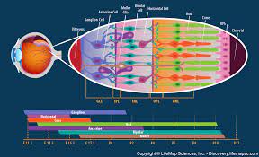 Pin On Ophthalmology