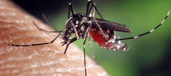 Know about disease | january 18, 2018. How Many Times Can A Mosquito Bite Abc Blog