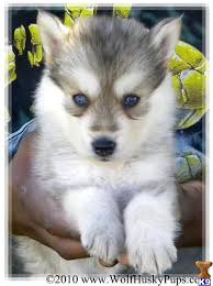 White Wolf Shepherd Mix Puppies For Sale Wolf Hybrid Puppies White Wolf  Hybrid Baby Wolf For