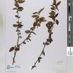 Image result for Acalypha chirindica